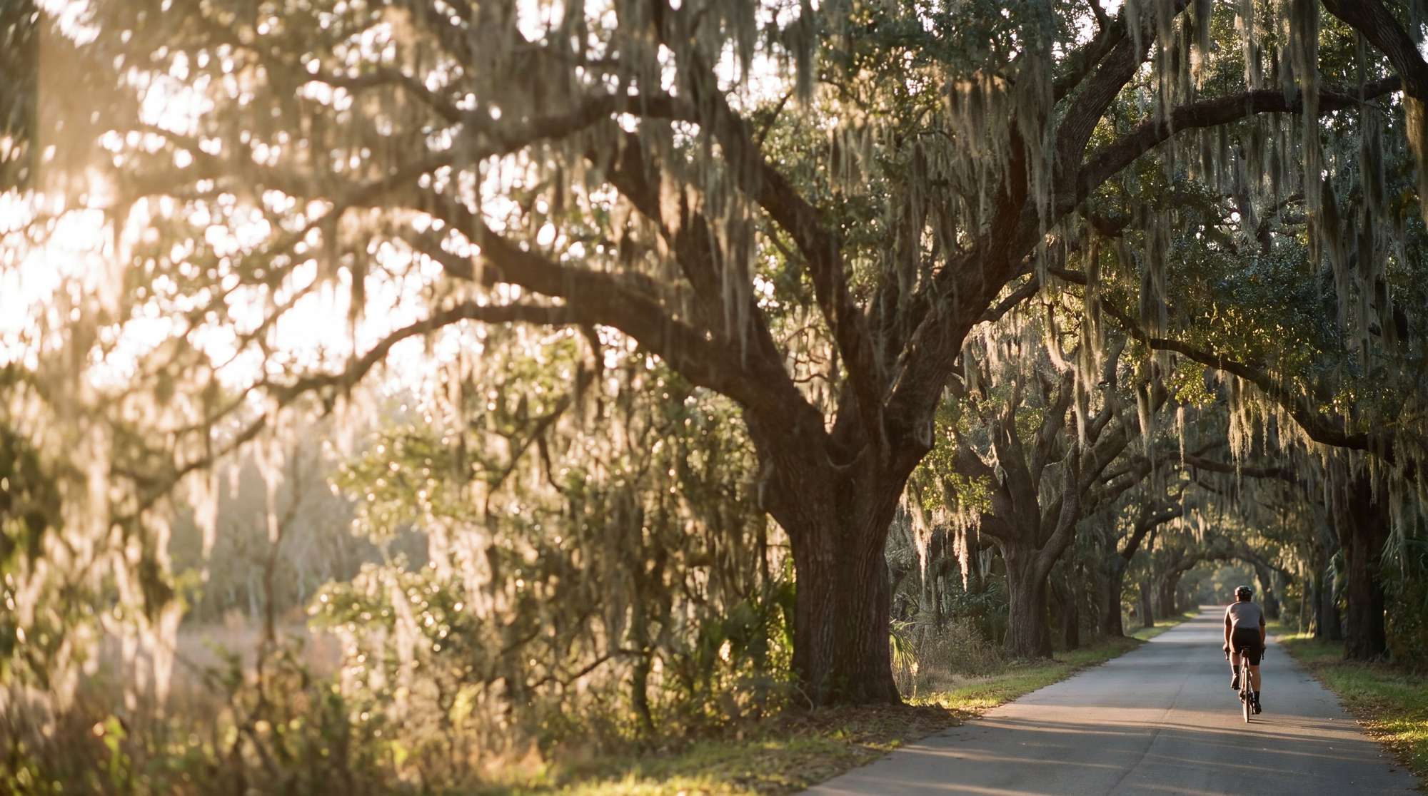 Road beneath live oak trees